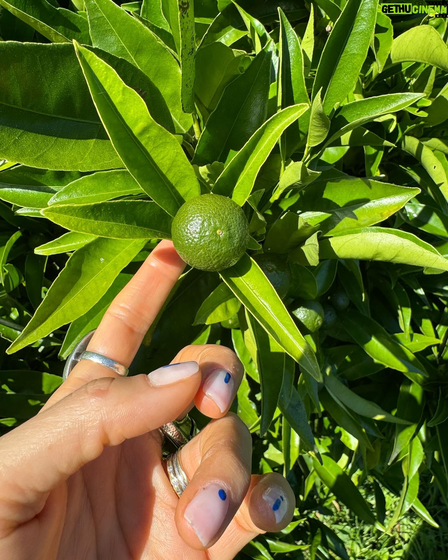 Jennifer Cheon - 646 Likes - 🧙🏽♀️ of a little orchard.
La luna nos dio la bienvenida a casa.
No filter. Just NZ x Siri, how do you make jam?