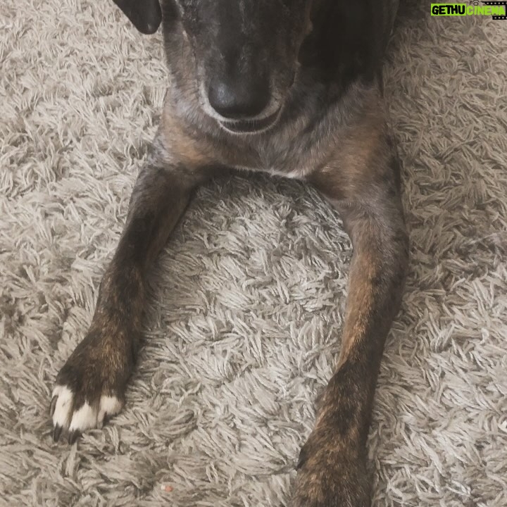 Jennifer DiNoia - 334 Likes - One whole year without you and it still doesn’t feel real 💔 I think about you everyday. I wonder (and hope so much) that you are happy and pain free. That you get to chase after endless squirrels and frisbees and rub your whole body in dirty grass all day long. I miss your perfect snuggles, your whiny side eyes, and stinky kisses and would truly give anything to snuggle and remind you again how much you are loved and missed. My sweat peanut Eva. Love you forever 🩷