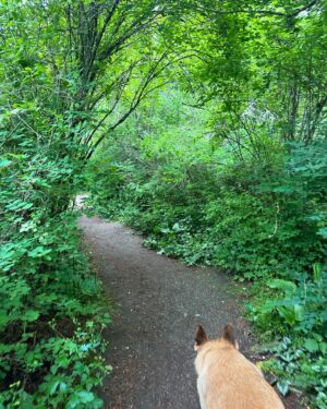 Jennifer Hale Instagram - the road less  and less  and less traveled 
to the top

#morning #outdoors #getoutside #dogsofinstagram