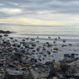 Jennifer Hale Instagram - morning 

#ocean #outdoors #dogsofinstagram