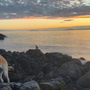 Jennifer Hale Instagram - morning
duck by the ocean
I’ve decided his name is Herman. 
#Lobita wants to be friends … or have him for breakfast 😳
