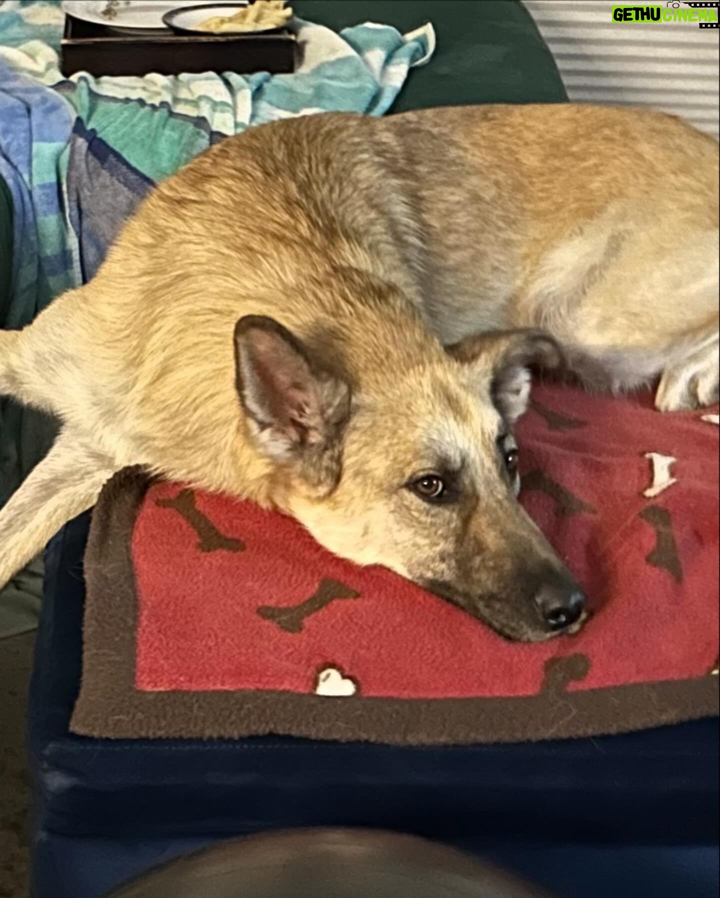 Jennifer Hale - 699 Likes - catching up
Lobita is annoyed w mama
Lobita still sleeps like a push-me-pull-you
power washing is very satisfying
happy place walk around