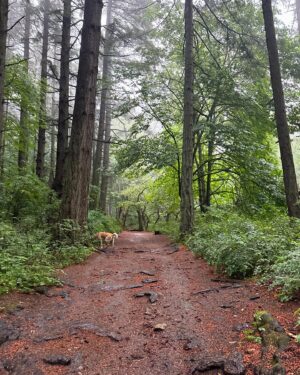 Jennifer Hale Instagram - gorgeous wet morning 
#rain #forest #dogsofinstagram