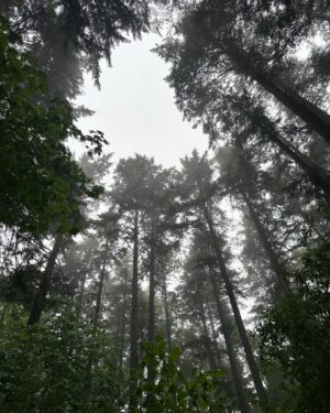 Jennifer Hale Instagram - gorgeous wet morning 
#rain #forest #dogsofinstagram