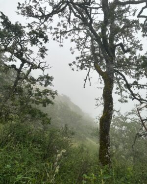 Jennifer Hale Instagram - gorgeous wet morning 
#rain #forest #dogsofinstagram