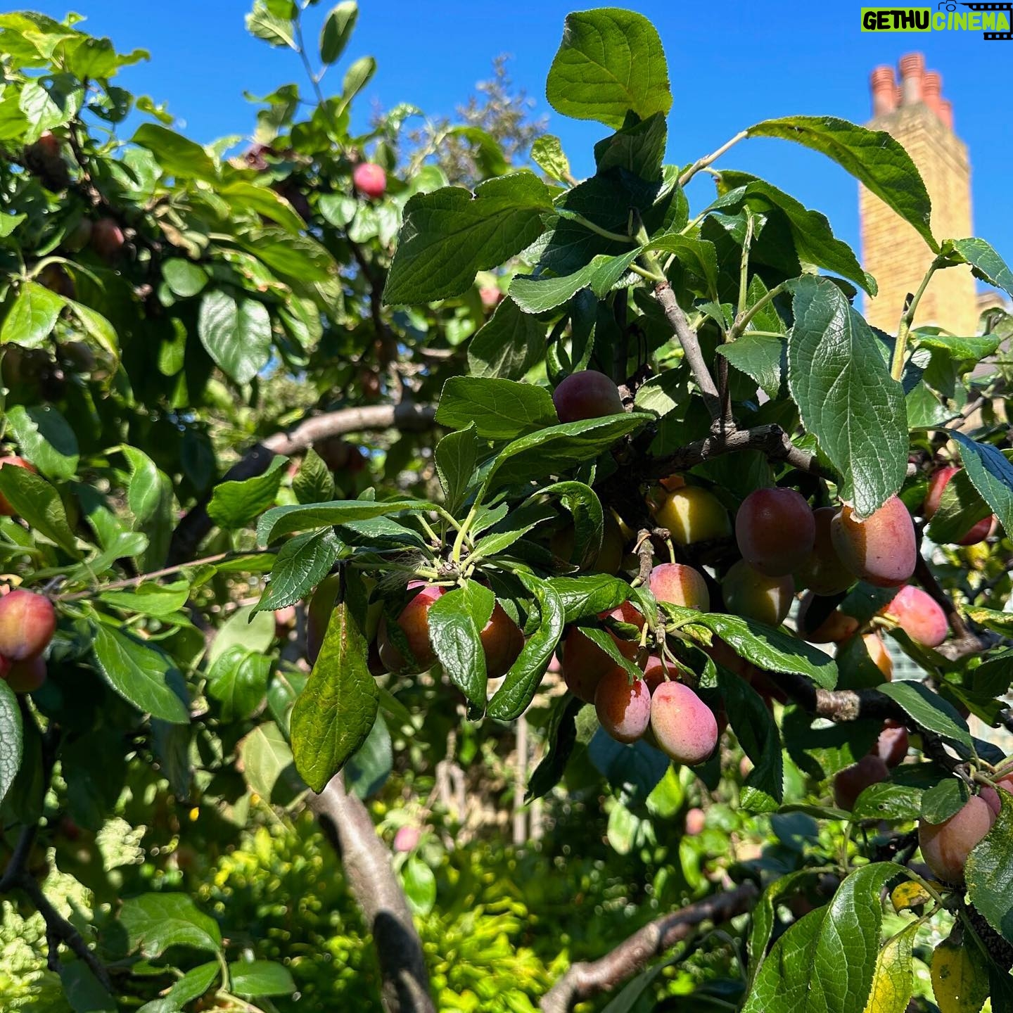 Jenny Beavan - 1.3K Likes - Who needs foreign holidays when they could be in Peckham! I know I am incredibly lucky to have a lovely garden and it has only taken me 30 years - and the amazing skills of @Gary.Baverstock - to understand it and make it what I wanted, a controlled wild garden! The orchard is excellent this year but it’s hard work keeping up with the fruit and I can’t bear waste … war baby mentality ...
So this is my joy when, and when I am not, working. Incredibly therapeutic when working. I get my best ideas when potting, weeding or chopping up apples! Note to all aspirant costume designers - if you feel stuck but have done good groundwork on a project it will be embedded in your mind so go out, have fun, do something different and the ideas will come!