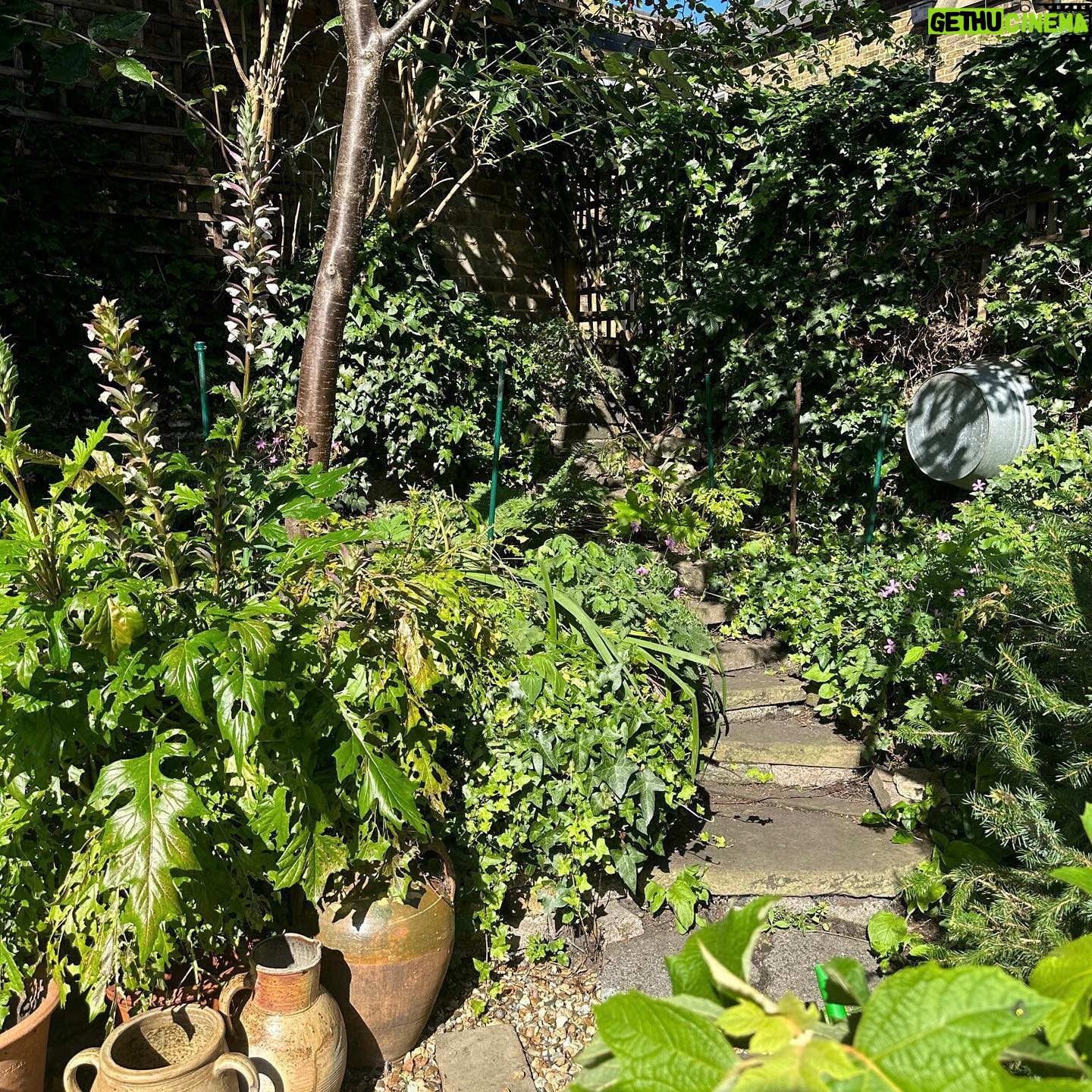 Jenny Beavan - 1.3K Likes - Who needs foreign holidays when they could be in Peckham! I know I am incredibly lucky to have a lovely garden and it has only taken me 30 years - and the amazing skills of @Gary.Baverstock - to understand it and make it what I wanted, a controlled wild garden! The orchard is excellent this year but it’s hard work keeping up with the fruit and I can’t bear waste … war baby mentality ...
So this is my joy when, and when I am not, working. Incredibly therapeutic when working. I get my best ideas when potting, weeding or chopping up apples! Note to all aspirant costume designers - if you feel stuck but have done good groundwork on a project it will be embedded in your mind so go out, have fun, do something different and the ideas will come!