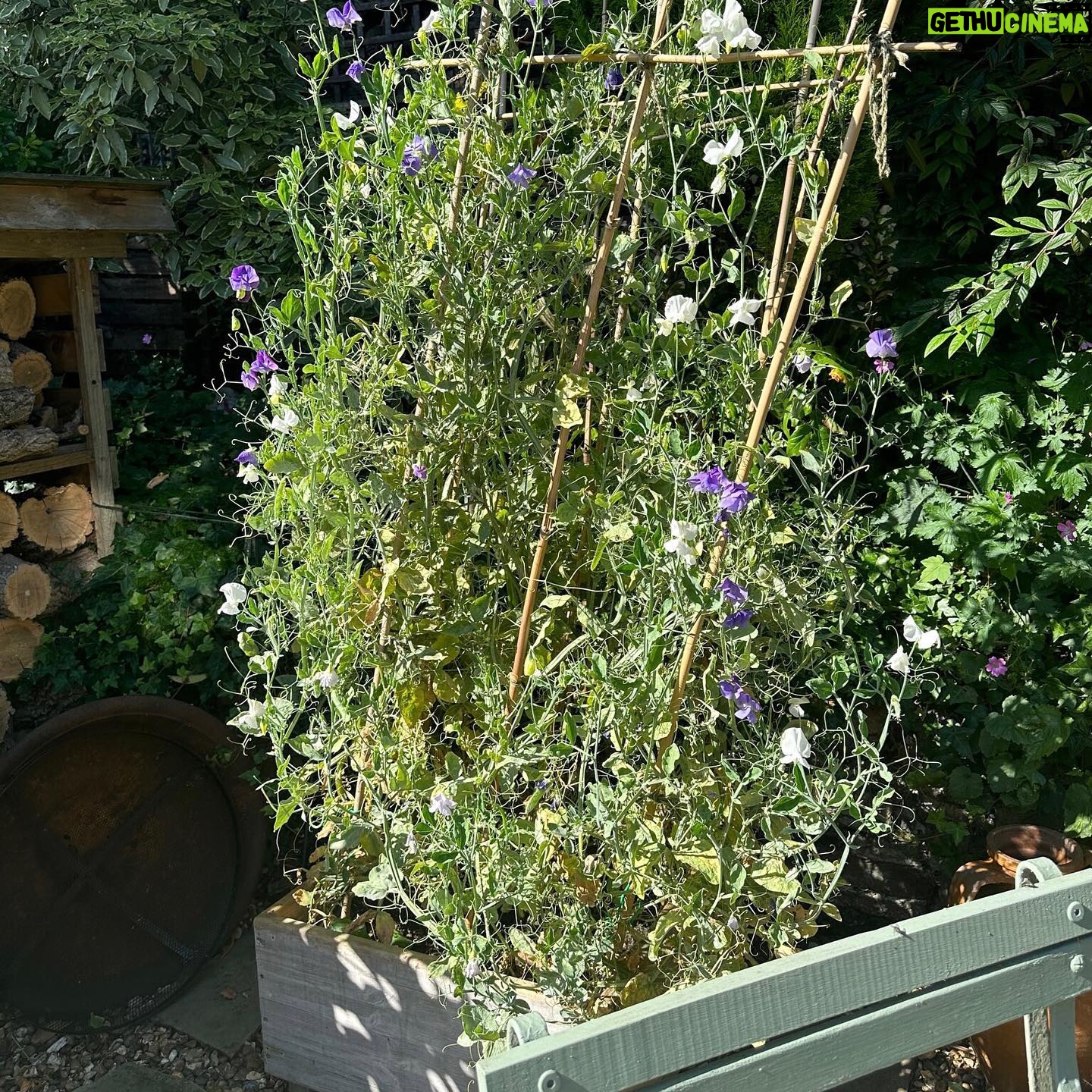 Jenny Beavan - 1.3K Likes - Who needs foreign holidays when they could be in Peckham! I know I am incredibly lucky to have a lovely garden and it has only taken me 30 years - and the amazing skills of @Gary.Baverstock - to understand it and make it what I wanted, a controlled wild garden! The orchard is excellent this year but it’s hard work keeping up with the fruit and I can’t bear waste … war baby mentality ...
So this is my joy when, and when I am not, working. Incredibly therapeutic when working. I get my best ideas when potting, weeding or chopping up apples! Note to all aspirant costume designers - if you feel stuck but have done good groundwork on a project it will be embedded in your mind so go out, have fun, do something different and the ideas will come!
