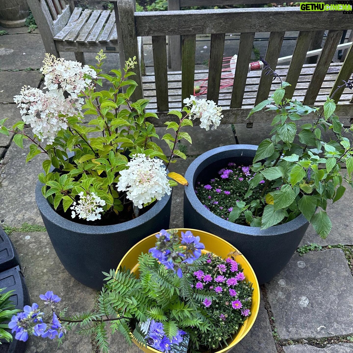 Jenny Beavan - 1.3K Likes - Who needs foreign holidays when they could be in Peckham! I know I am incredibly lucky to have a lovely garden and it has only taken me 30 years - and the amazing skills of @Gary.Baverstock - to understand it and make it what I wanted, a controlled wild garden! The orchard is excellent this year but it’s hard work keeping up with the fruit and I can’t bear waste … war baby mentality ...
So this is my joy when, and when I am not, working. Incredibly therapeutic when working. I get my best ideas when potting, weeding or chopping up apples! Note to all aspirant costume designers - if you feel stuck but have done good groundwork on a project it will be embedded in your mind so go out, have fun, do something different and the ideas will come!