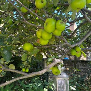 Jenny Beavan Instagram - Who needs foreign holidays when they could be in Peckham! I know I am incredibly lucky to have a lovely garden and it has only taken me 30 years - and the amazing skills of @Gary.Baverstock - to understand it and make it what I wanted, a controlled wild garden! The orchard is excellent this year but it’s hard work keeping up with the fruit and I can’t bear waste … war baby mentality ...

So this is my joy when, and when I am not, working. Incredibly therapeutic when working. I get my best ideas when potting, weeding or chopping up apples! Note to all aspirant costume designers - if you feel stuck but have done good groundwork on a project it will be embedded in your mind so go out, have fun, do something different and the ideas will come!