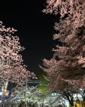 Jeong Seo-ha Instagram - #봄밤 
너무 아름다웠던 날들 🌸 

#cherryblossom 🤍