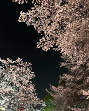 Jeong Seo-ha Instagram - #봄밤 
너무 아름다웠던 날들 🌸 

#cherryblossom 🤍