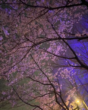 Jeong Seo-ha Instagram - #봄밤 
너무 아름다웠던 날들 🌸 

#cherryblossom 🤍