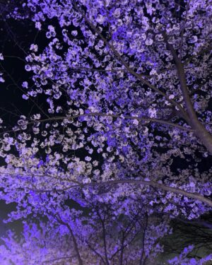 Jeong Seo-ha Instagram - #봄밤 
너무 아름다웠던 날들 🌸 

#cherryblossom 🤍