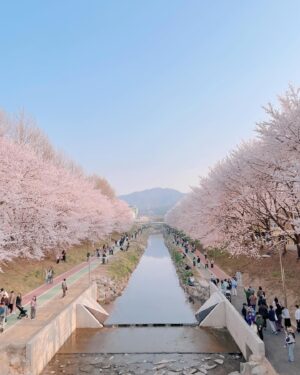 Jeong Seo-ha Instagram - 봄. 
너무 예쁜 벚꽃🌸 

#blossom 
#cherryblossom