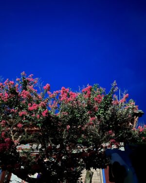 Jeong So-ri Instagram - 밤에 피는 꽃🌺