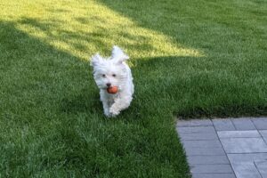 Jeremy Jordan Instagram - I debated posting about this, but i really miss my puppy today.

A few weeks ago, we lost our sweet Riley. For nearly 12 years, she filled our home and hearts with love and companionship. It was sudden and unexpected and we were not ready.

Riley loved all humans (and some dogs) and she was one of the most expressive dogs I've ever met. I made myself a pb&j the other day and there was nobody there to lick up the stray peanut butter. There's a massive empty hole in our home.

So I'm sharing her here with you all. If you met her, you loved her, and if you didn't, you sure as hell would have. We love you, Riley Bear.