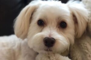 Jeremy Jordan Instagram - I debated posting about this, but i really miss my puppy today.

A few weeks ago, we lost our sweet Riley. For nearly 12 years, she filled our home and hearts with love and companionship. It was sudden and unexpected and we were not ready.

Riley loved all humans (and some dogs) and she was one of the most expressive dogs I've ever met. I made myself a pb&j the other day and there was nobody there to lick up the stray peanut butter. There's a massive empty hole in our home.

So I'm sharing her here with you all. If you met her, you loved her, and if you didn't, you sure as hell would have. We love you, Riley Bear.