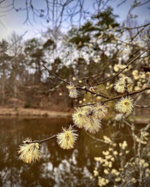 Jérôme Bertin Instagram - Spring balls #nievre #printemps #etang