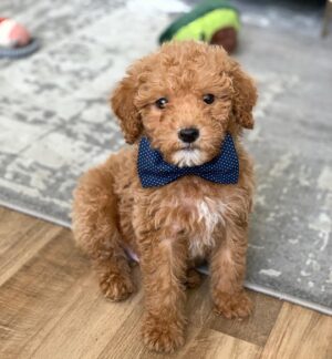 Jeslyn Gorman Instagram - World, I introduce to you... Mr. Reese Biscoff. 🥰💙 #MiniGoldendoodlePuppy
