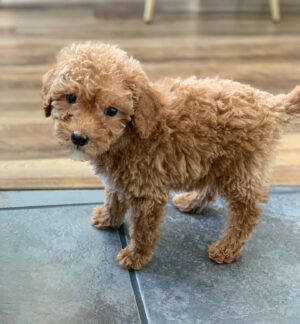 Jeslyn Gorman Instagram - World, I introduce to you... Mr. Reese Biscoff. 🥰💙 #MiniGoldendoodlePuppy