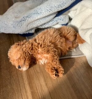 Jeslyn Gorman Instagram - World, I introduce to you... Mr. Reese Biscoff. 🥰💙 #MiniGoldendoodlePuppy