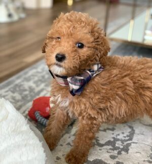 Jeslyn Gorman Instagram - World, I introduce to you... Mr. Reese Biscoff. 🥰💙 #MiniGoldendoodlePuppy