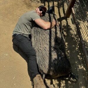 Jesse Kove Instagram - Life is better when you embrace it with open arms... especially if those arms are hugging pigs! 🐷 🐖
#animals #pigs #farm ARE YOU JEALOUS? and his name is Tinsel.