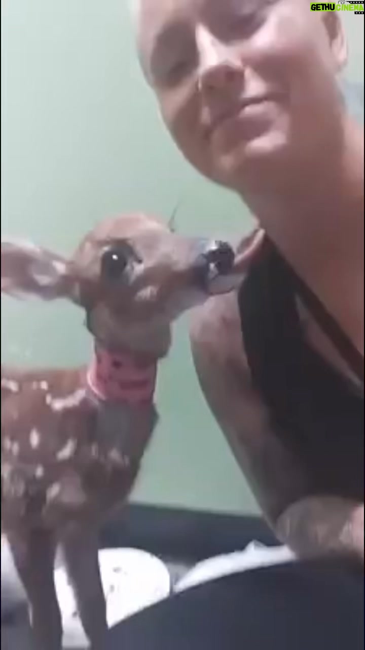 Jessica Borga - 152 Likes - I do miss working with animals but love being able to do what im passionate about for a living ā¤ļøāš„ Fighter first