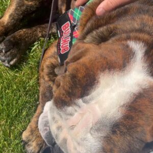 Jessica Knoll Instagram - Some happy news. Meet Franklin, the new man in my life. I sat down in the grass and he crawled into my lap and lightening didn’t strike us dead, so Beatrice must approve. We have some travel coming up so we won’t take him home until we are back on the west coast. His foster mommy said he’s the sweetest boy and she’s happy to keep him until then. Once again, @socalbulldogrescue was a dream to work with. They have so many precious doggos up for adoption right now, and they are not one of those rescues that just wants to foist any dog on you. They really take their time to get to know you and make sure it’s true love. The house has been so lonely without Beatrice plodding around it, and we are so excited to welcome Frank the Tank home.