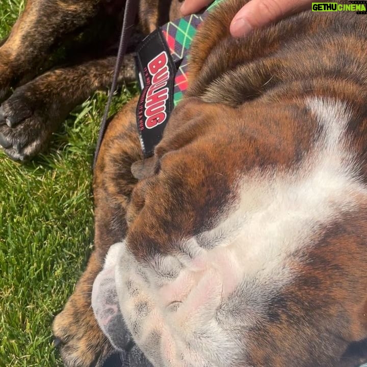 Jessica Knoll - 3.5K Likes - Some happy news. Meet Franklin, the new man in my life. I sat down in the grass and he crawled into my lap and lightening didnāt strike us dead, so Beatrice must approve. We have some travel coming up so we wonāt take him home until we are back on the west coast. His foster mommy said heās the sweetest boy and sheās happy to keep him until then. Once again, @socalbulldogrescue was a dream to work with. They have so many precious doggos up for adoption right now, and they are not one of those rescues that just wants to foist any dog on you. They really take their time to get to know you and make sure itās true love. The house has been so lonely without Beatrice plodding around it, and we are so excited to welcome Frank the Tank home.