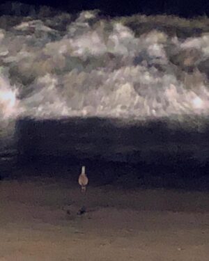 Jessika Van Instagram - #lonely #bird •
•
•
•
•

#📷 #1 by @mellylee_ 
#beach photos by me 🐥