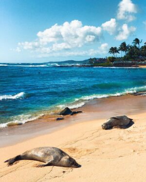 Jessika Van Instagram - do not disturb the seals 🌺🐚🥥🌴🌊
#happynewyear ❣️
*
*
*
#kauai #hawaii #naturalbeauty 
#travelholic