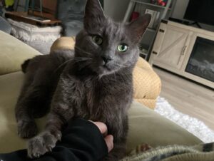 Jett Klyne Instagram - Leroy. You’re welcome. #theking #russianblue #catlove