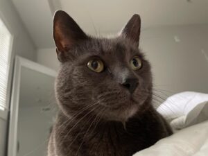 Jett Klyne Instagram - Leroy. You’re welcome. #theking #russianblue #catlove