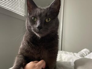 Jett Klyne Instagram - Leroy. You’re welcome. #theking #russianblue #catlove