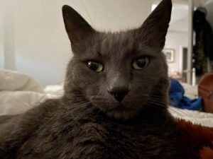 Jett Klyne Instagram - Leroy. You’re welcome. #theking #russianblue #catlove