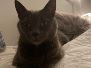 Jett Klyne Instagram - Leroy. You’re welcome. #theking #russianblue #catlove