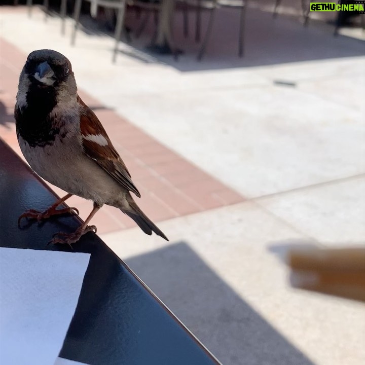 Jewels Jaselle - 124 Likes - I just had to share this precious moment! Sharing my poke bowl with this little guy was absolutely the cutest! It’s the little things that make me smile! #cuteness #birdstagram #birds #sweetnessoverload #icanteven #sharingiscaring #adorable #lovehimtobits #newbuddy #mylittlefriend #allsmiles #preciousmoments #lunchdate