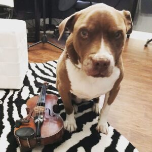 Jewels Jaselle Instagram - One year ago today we said goodbye to this little ray of sunshine.  Miss Kylie Mae, you will never be forgotten!🥲#pitbull #love #puplove #sweetgirl #pit #farewell #untilwemeetagain