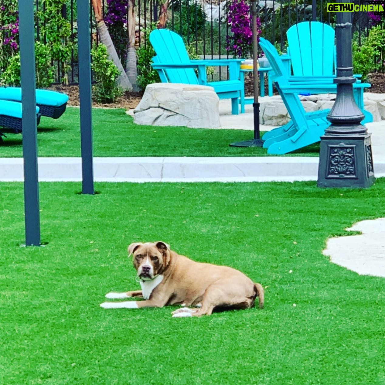 Jewels Jaselle - 99 Likes - One year ago today we said goodbye to this little ray of sunshine. Miss Kylie Mae, you will never be forgotten!🥲#pitbull #love #puplove #sweetgirl #pit #farewell #untilwemeetagain