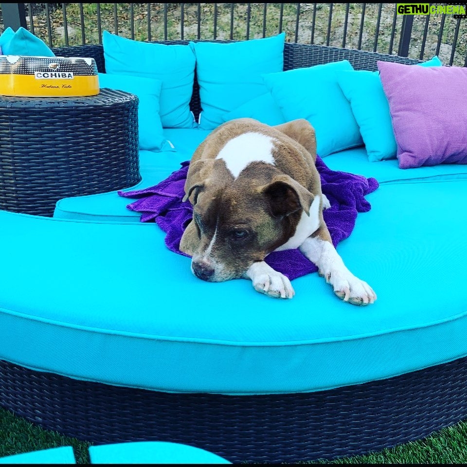 Jewels Jaselle - 99 Likes - One year ago today we said goodbye to this little ray of sunshine. Miss Kylie Mae, you will never be forgotten!🥲#pitbull #love #puplove #sweetgirl #pit #farewell #untilwemeetagain