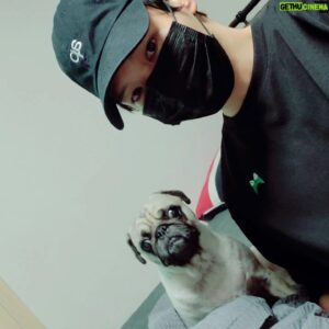 Ji Il-ju Instagram - 코코야 야밤에 산책 갈까?ㅎ
#강아지 #퍼그 #gorfeert