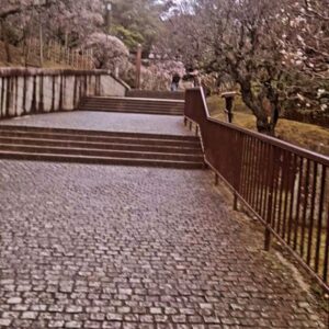Jia Sharma Instagram - "Reflecting on my second trip to Japan, I can't help but marvel at the journey it's been. 🇯🇵💫 After a challenging first visit marred by an unfortunate accident that left me bedridden for months, returning here feels like a triumph of resilience and gratitude. Exploring Tokyo's vibrant streets and discovering hidden gems across the country, I've found solace and joy in every moment. Japan, with its rich culture and breathtaking landscapes, holds a special place in my heart. This journey has taught me invaluable lessons about resilience, gratitude, and the beauty of life's unexpected turns. 🌸✨ Grateful for the opportunity to create new memories and cherish each day as a gift. Here's to embracing life's adventures with an open heart and a renewed spirit. 🙏💖 #JapanJourney  #Resilience  #Gratitude  #CherishEveryMoment" @japan.explores