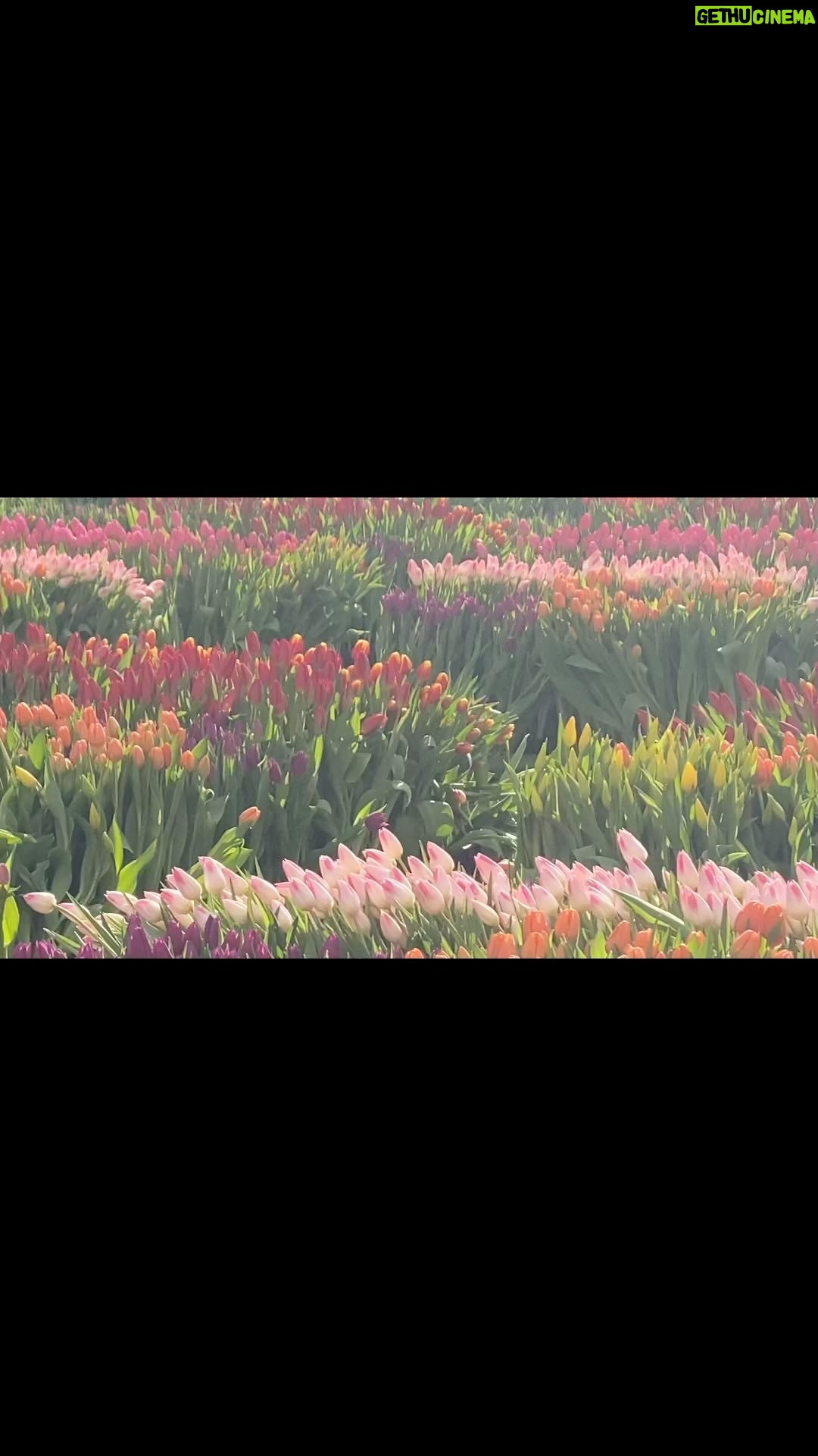 Jihae - 3 Likes - A field of flowers in the concrete jungle. Finally spring & sun in nyc.🙏🏼✨♥️