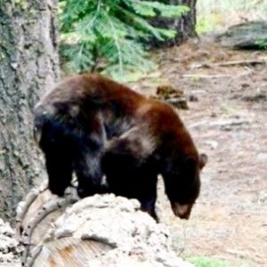 Jill Shalvis Instagram - My new tenant… #tahoe #bear #springhassprung