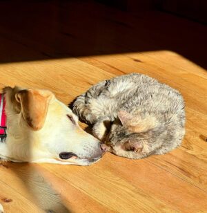 Jill Shalvis Instagram - Bonding over the sole sun spot…❤️🐾