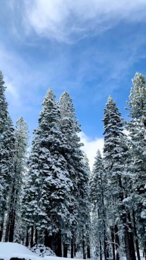 Jill Shalvis Instagram - #smowmageddon in #tahoe! Send cookies. And maybe alcohol. 🙃