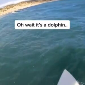 Jim Bakkum Instagram - Zo’n grappig filmpje. Deze man denkt dus dat hij een haai ziet maar dan is het een superlief dolfijntje. 😂