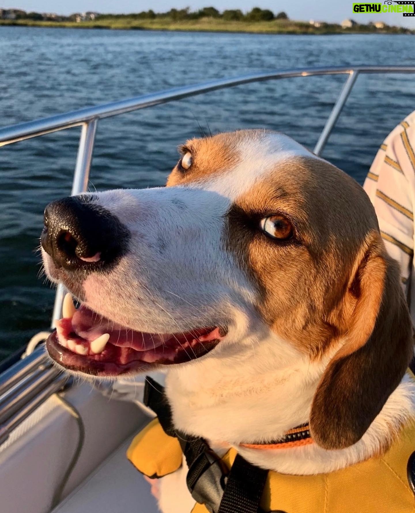 Jim Cramer - 1.6K Likes - RIP to the best boy. We’ll miss you Marley. 🩶🖤